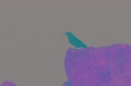 Blauwe Rotslijster